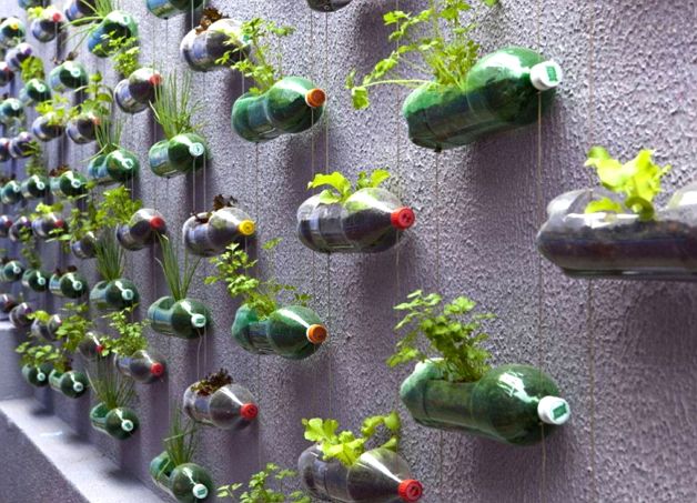 Растения в пластиковых бутылках