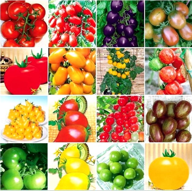 Разные виды помидор